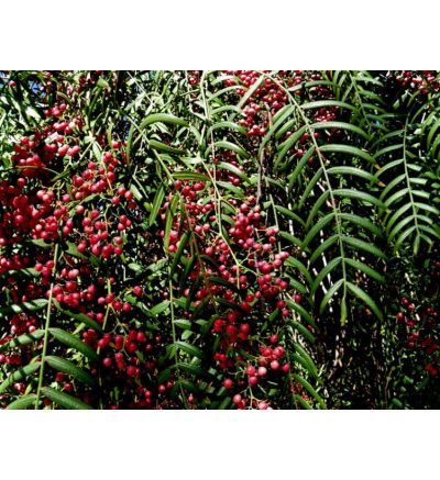 Brazilian Peppertree - 120 Capsules x 500mg