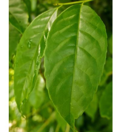 Guayusa (120 capsules)