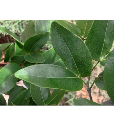 Jatoba - 120 Capsules x 500mg
